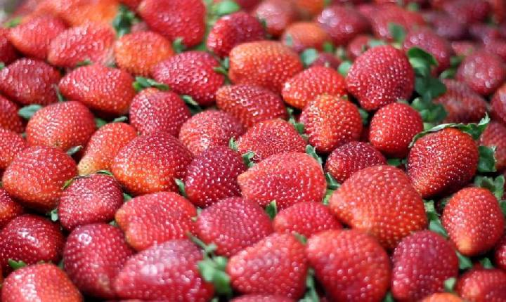 42ª Festa do Morango de Atibaia e Jarinu reúne a fruta mais desejada do inverno em dezenas de sabores