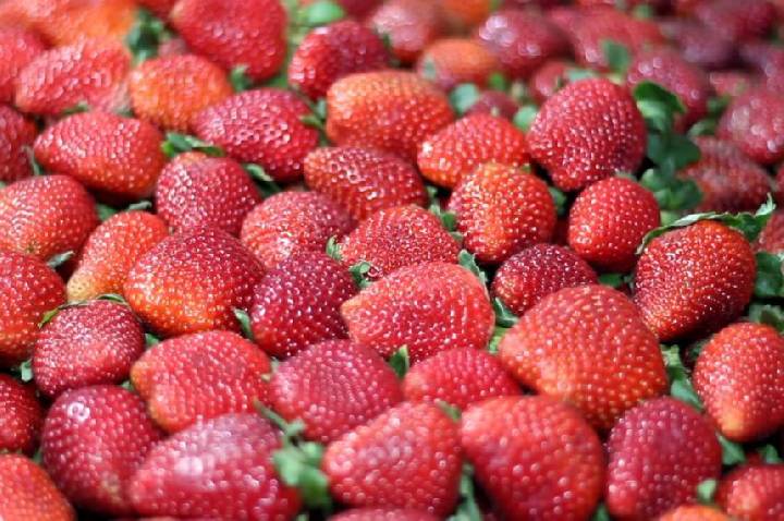 42ª Festa do Morango de Atibaia e Jarinu reúne a fruta mais desejada do inverno em dezenas de sabores