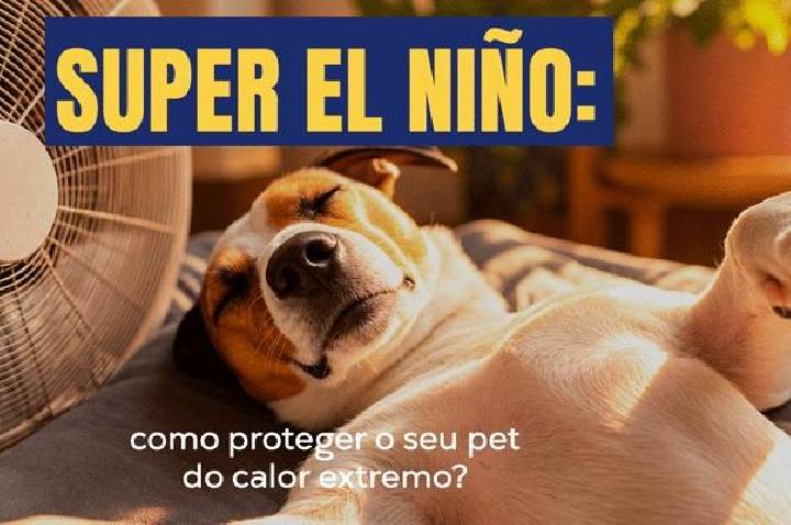Calor intenso exige cuidados redobrados com cães e gatos