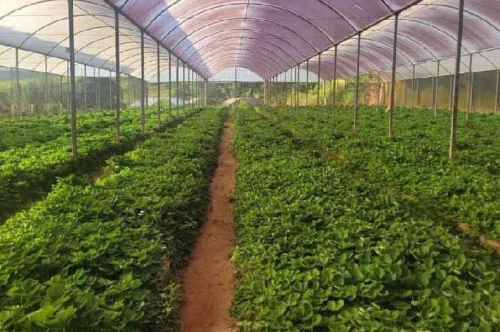 Linha de crédito do FEAP Morango reforça apoio aos produtores de Atibaia