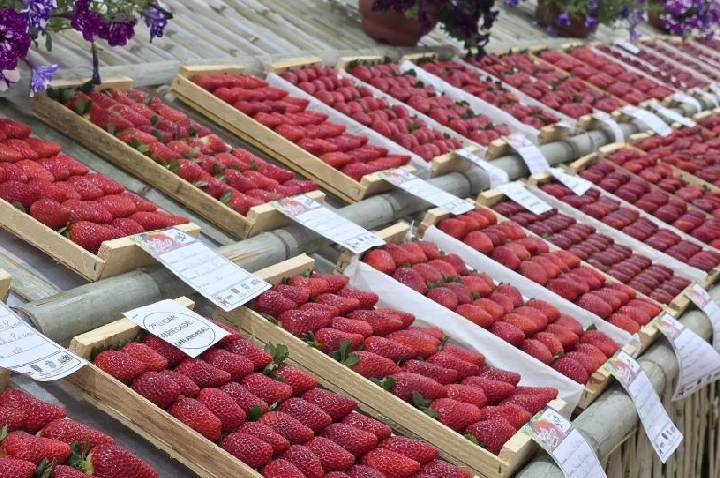 Pelo menos 120 mil pessoas são esperadas na Festa do Morango de Jarinu e Atibaia, que começa neste sábado (27)