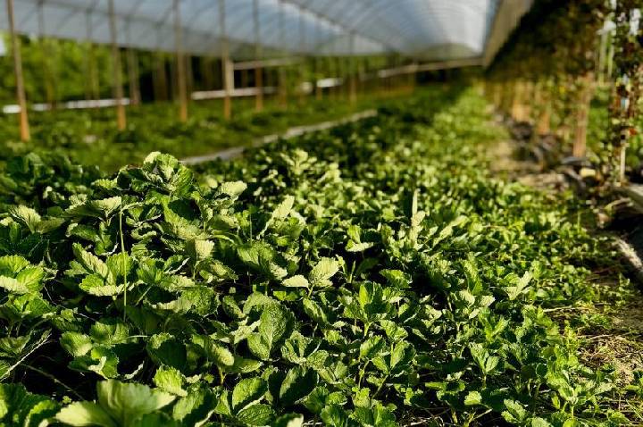 Prefeitura de Atibaia entrega mais de 430 mil mudas de morango a produtores rurais