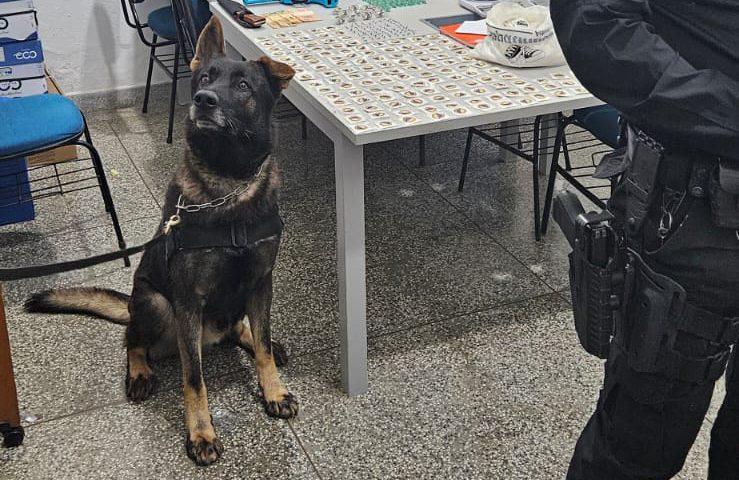Canil da GCM de Atibaia apoia operação policial em Bom Jesus dos Perdões