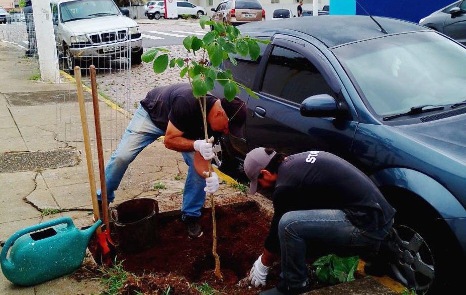 Prefeitura realiza plantio de 90 árvores nativas