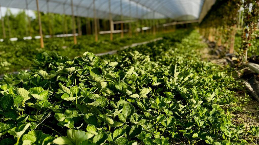 Prefeitura de Atibaia entrega mais de 430 mil mudas de morango a produtores rurais