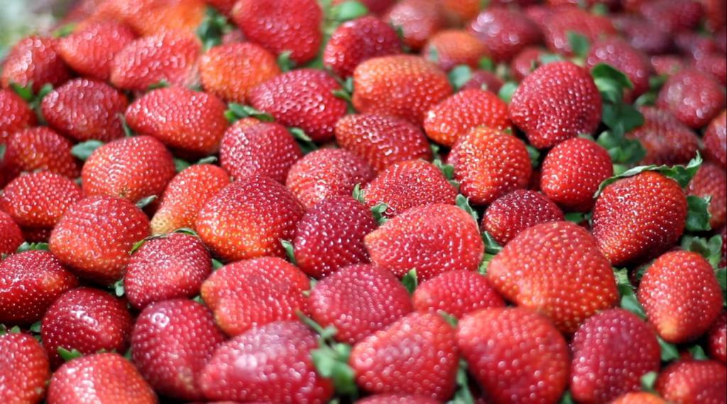 42ª Festa do Morango de Atibaia e Jarinu reúne a fruta mais desejada do inverno em dezenas de sabores